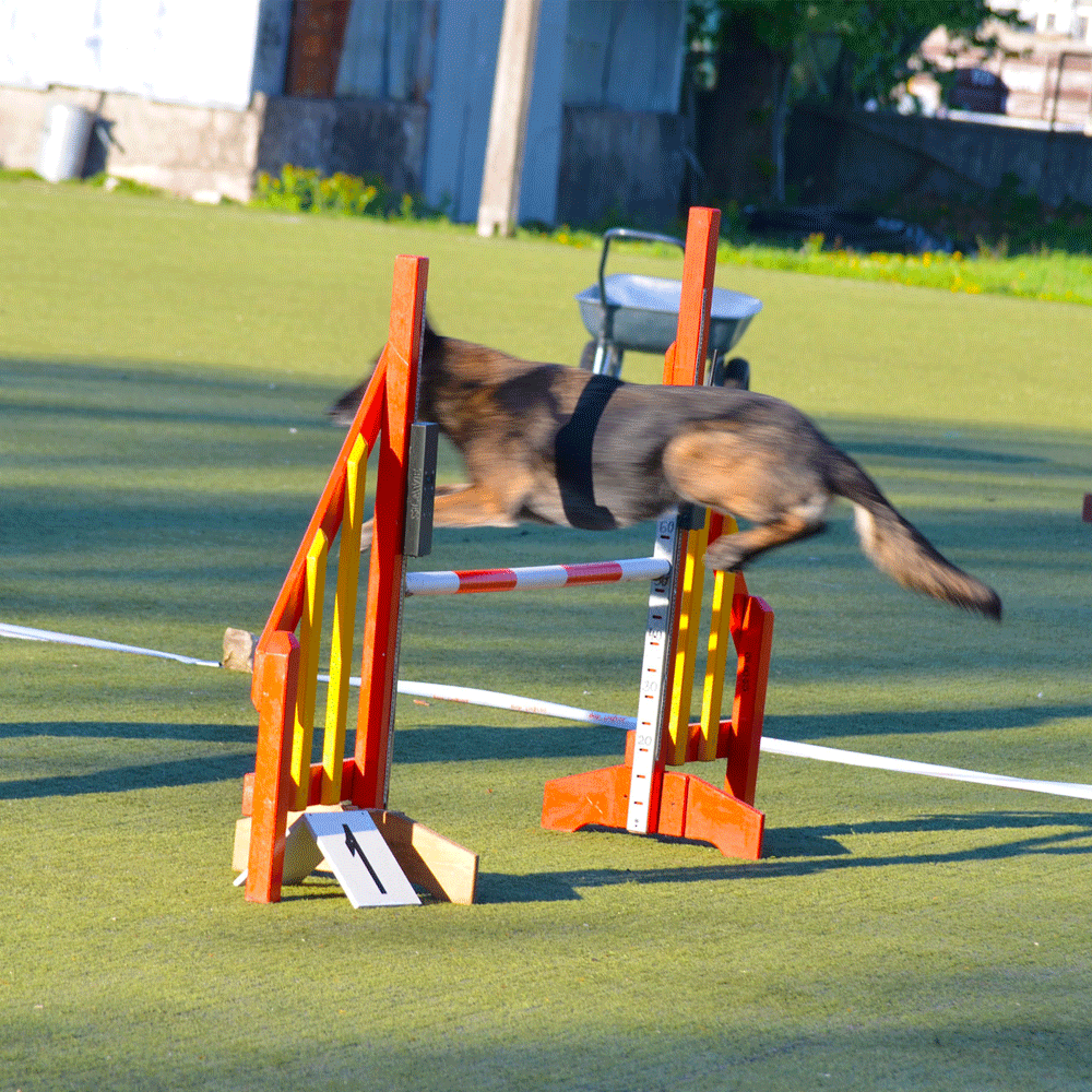 Dog jump1